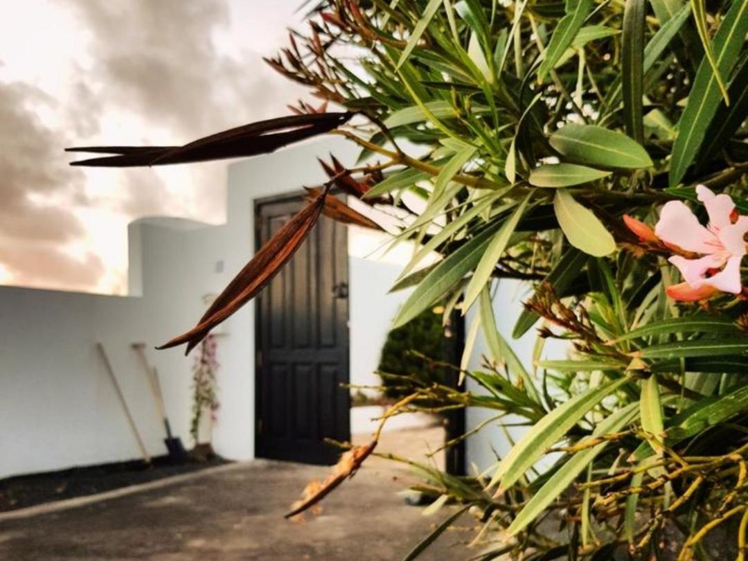 La Mimosa Teguise (Lanzarote)